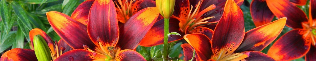 Starlette's Online Portfolio